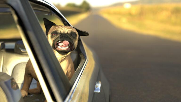 Pug dog in backseat car window with twisted tongue 3d illustration