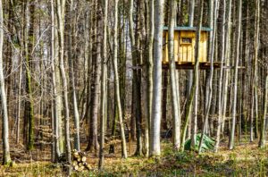 old tree house